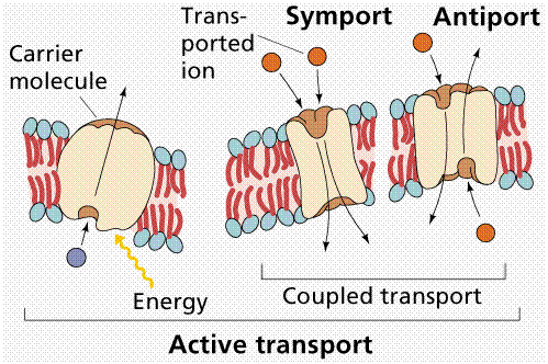 1218_active transport.png